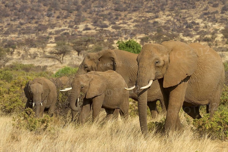 African elephant