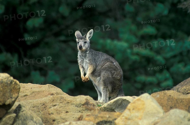 Common wallaroos