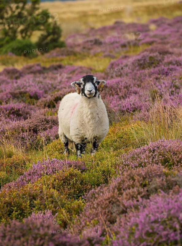 Domestic Sheep