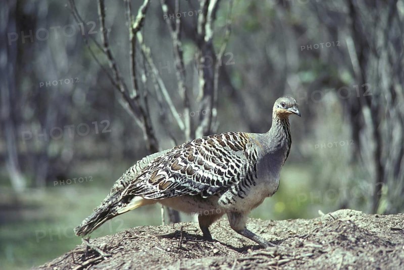 Malleefowl