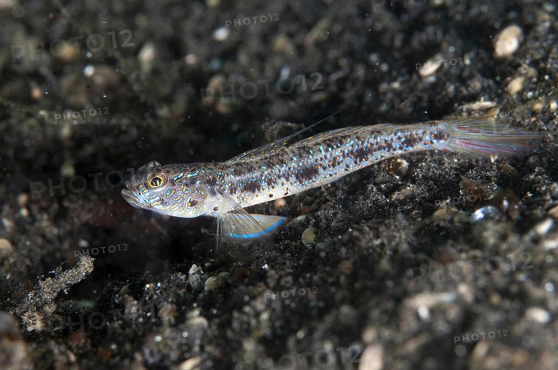 Longjaw Shrimpgoby