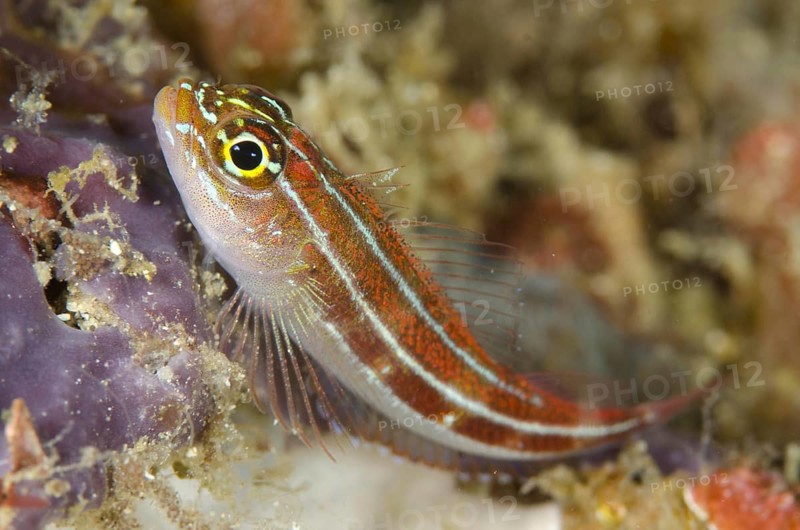 Striped Triplefin