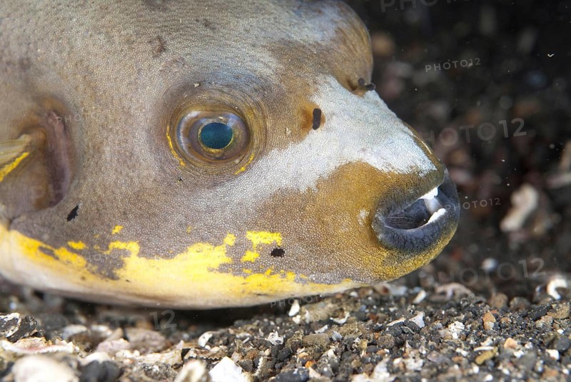 Black-spotted Pufferfish