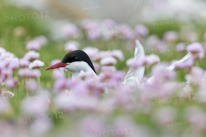 Arctic Tern