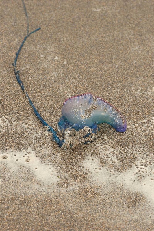 Portuguese Man of War