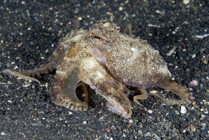 Coconut octopus