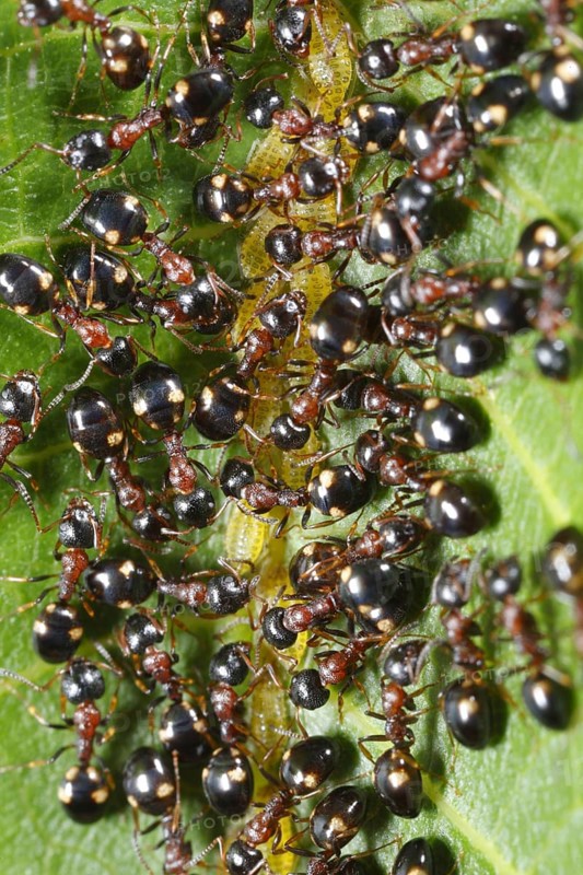 Tree-living Ant