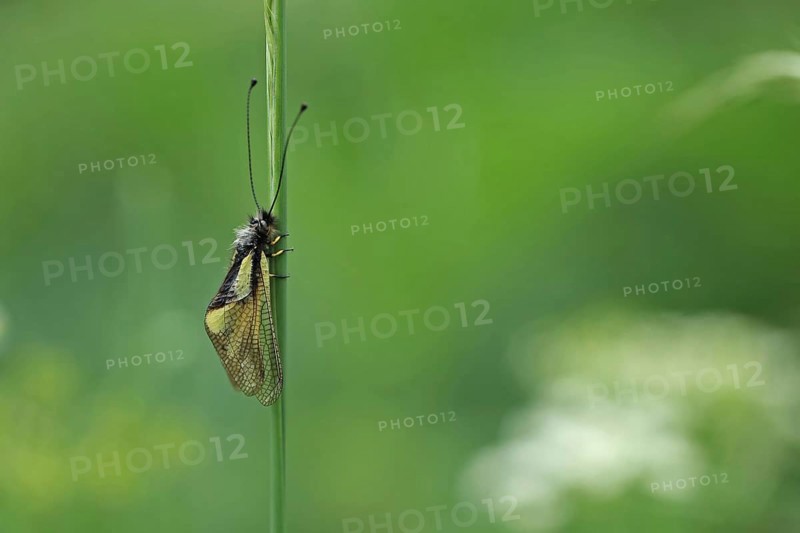 Butterfly-lion