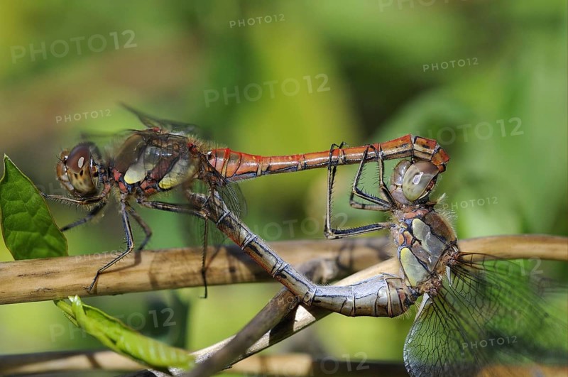 Common darters