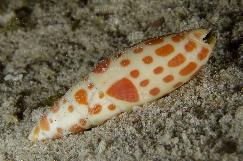 Mitre snail