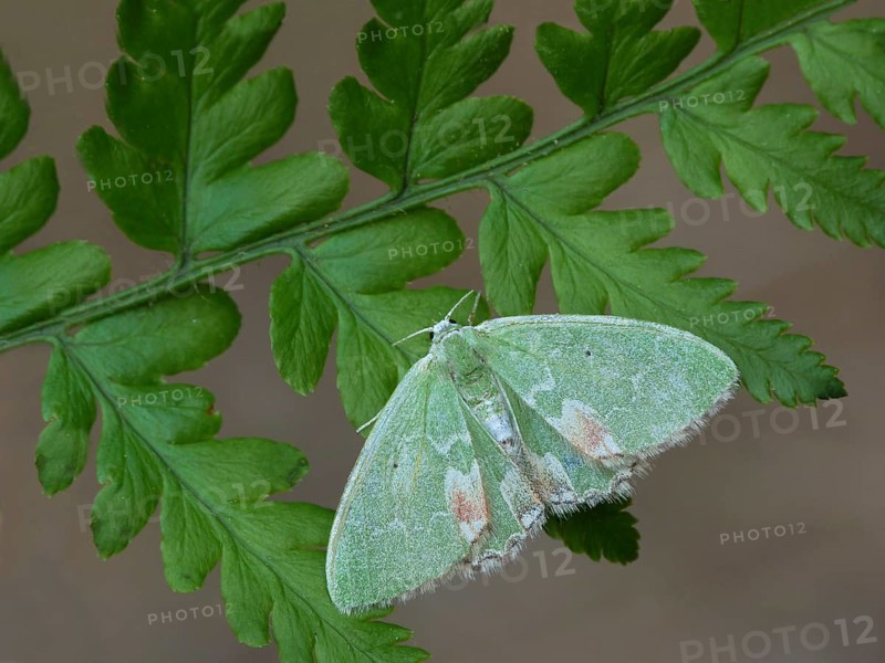Pustule moth