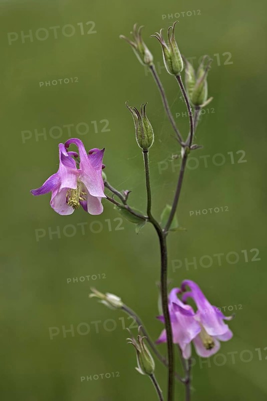 Common aquilegia atrata