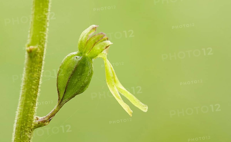 Common twayblade