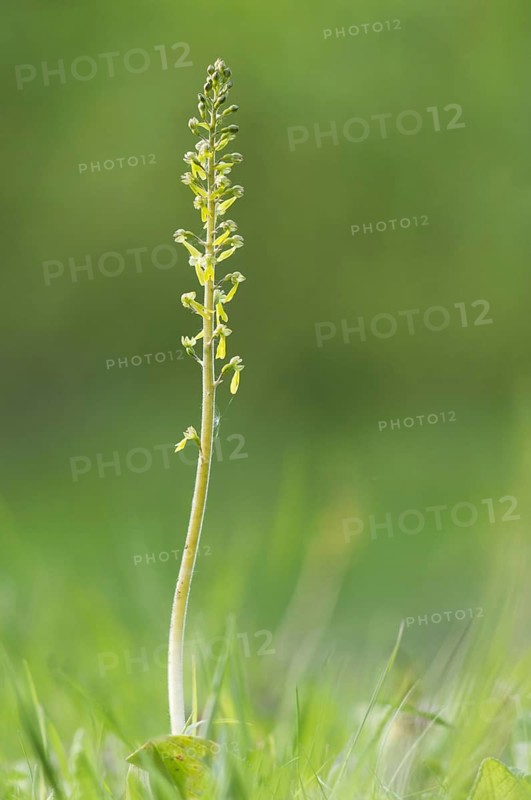 Common common twayblade