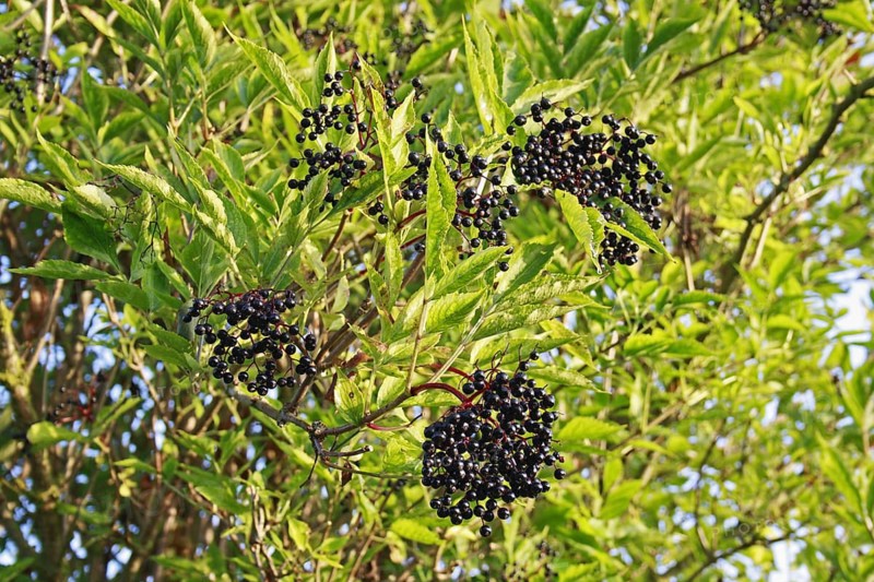 Elderberry