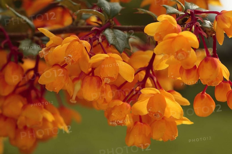 Darwin's darwin's barberry