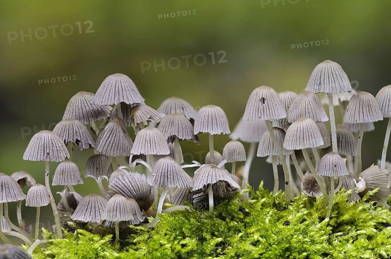Fairy Inkcap