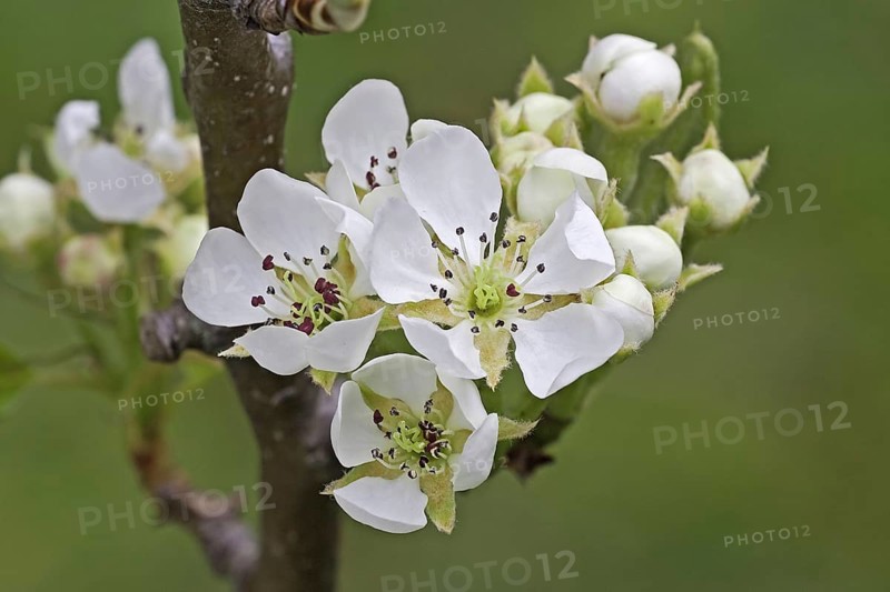 Common european pear