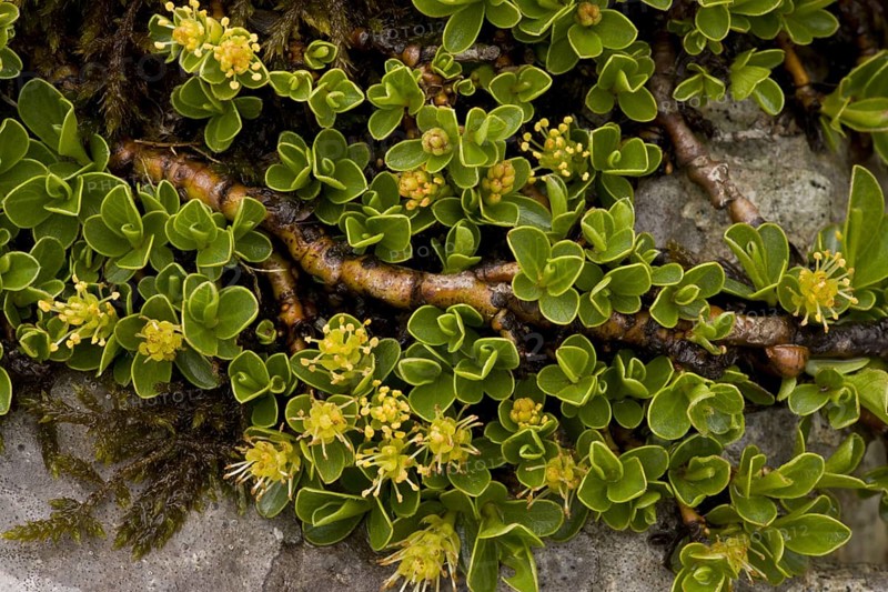 Radish-leaved willow