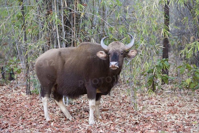 Gaur