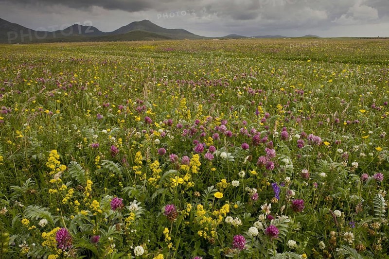 Machair habitat with red clover and lady's bedstraw
