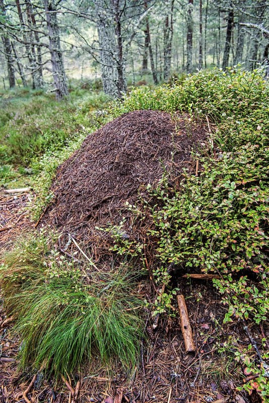 Old overgrown anthill of the red forest ant