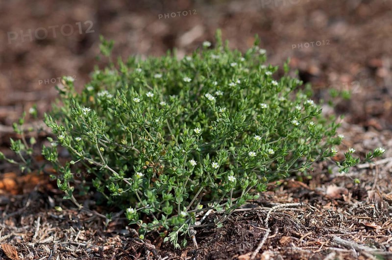 Quendel sandwort
