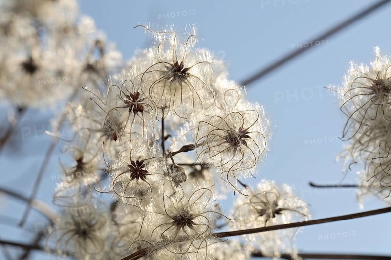 Common Vine