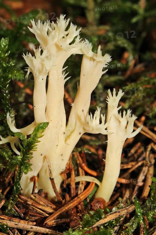 White coral mushroom