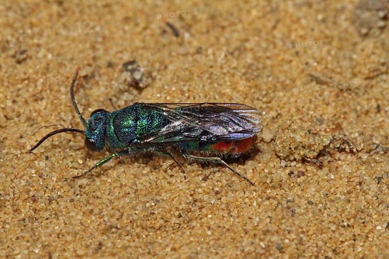 Blue-green gold wasp