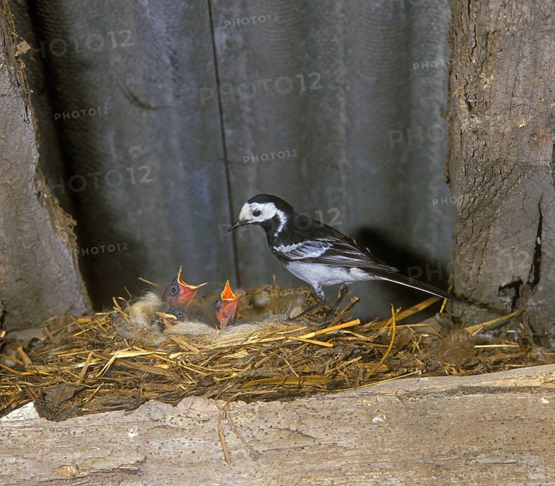 Pied Wagtail