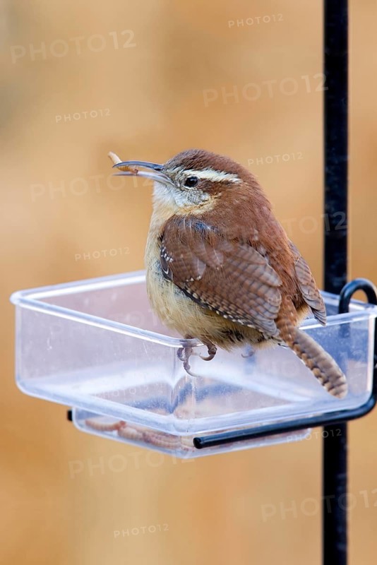 Carolina Wren