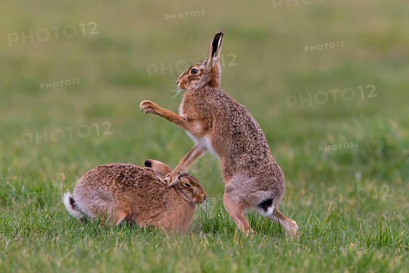 European Hare