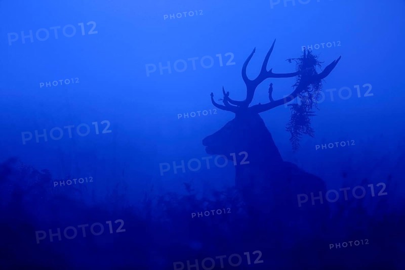 Red Deer