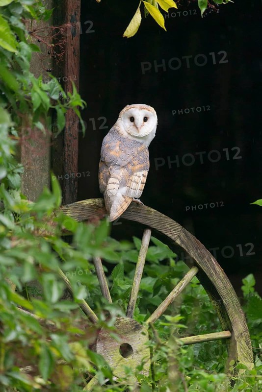 Common barn owl