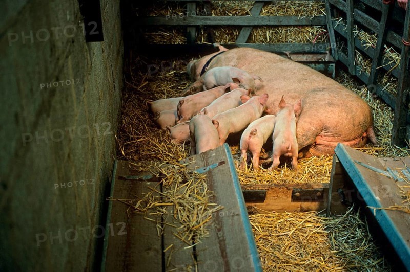 Domestic Pig