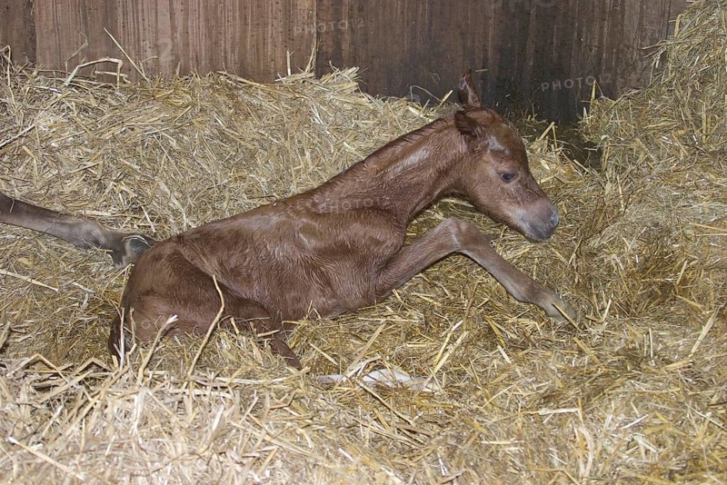 Welsh Section B born