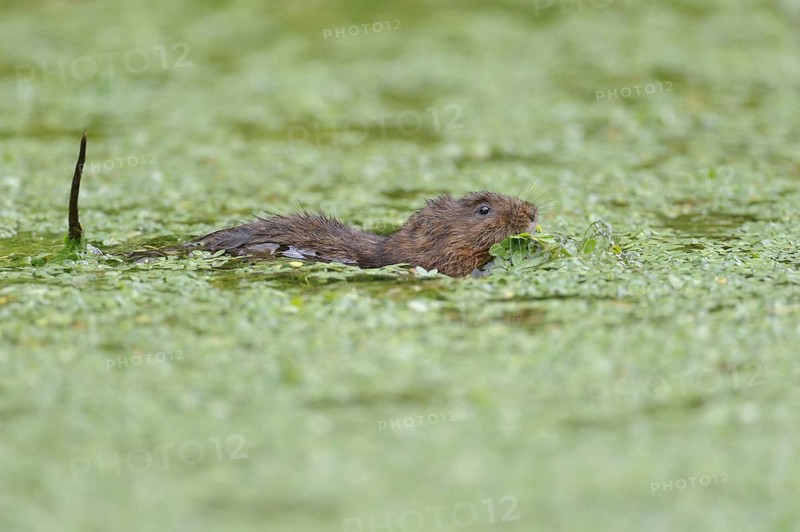 Eastern vole