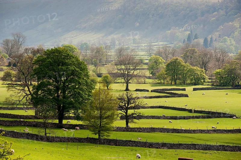 View of farmland with drystone walls