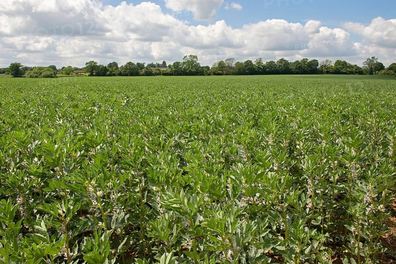 Vetch