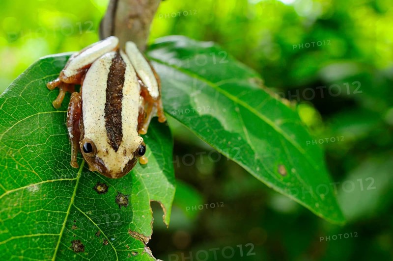Banana frog