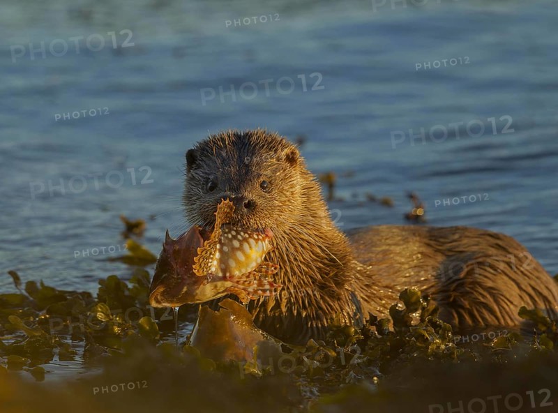 European Otter
