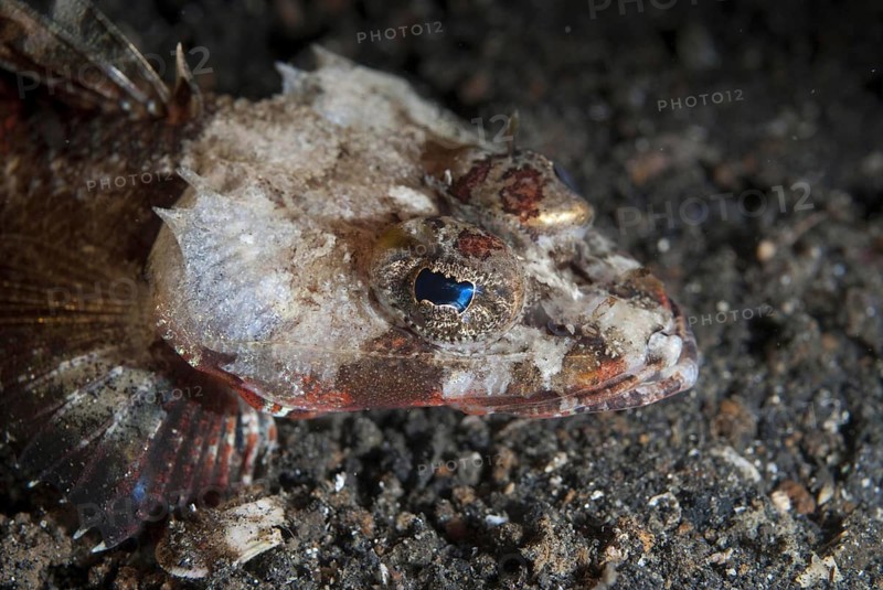 Crocodilefish
