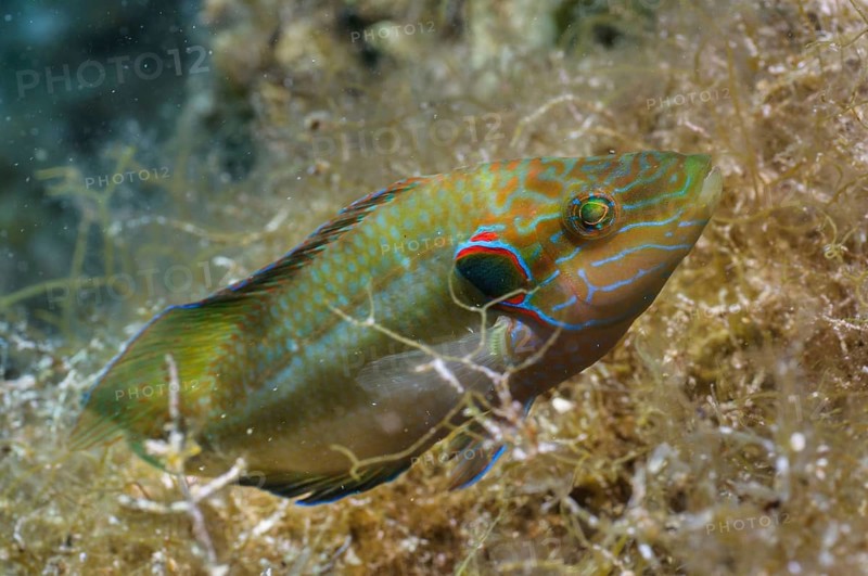 Ocellated Wrasse