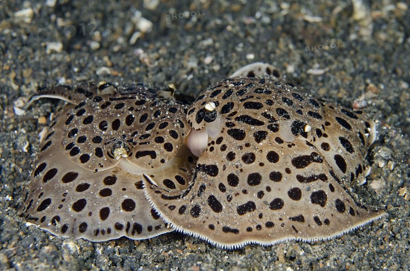 Other animals