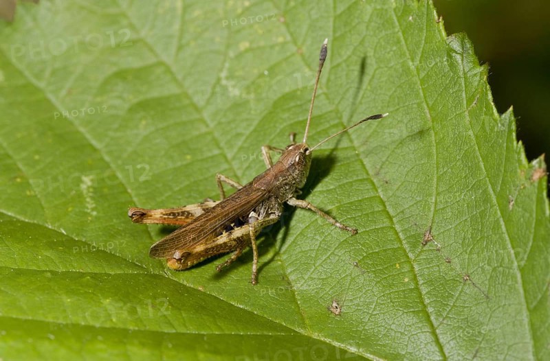 Red clubworm