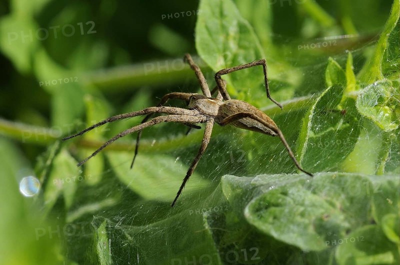 List spider