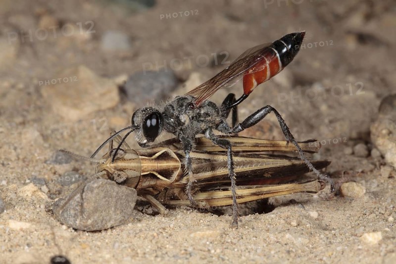 Sand Wasp