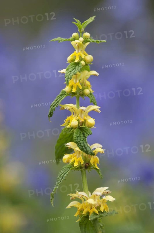 Flowering Yellow Archangel