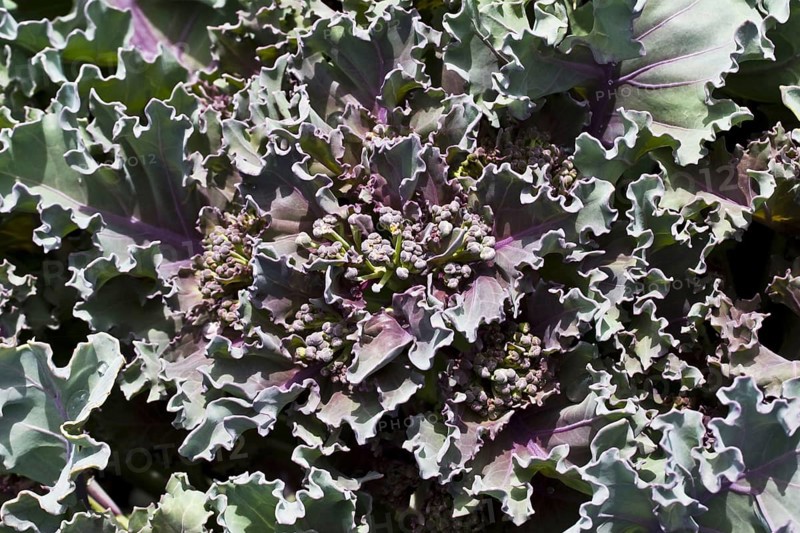 Sea kale